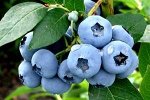 Голубика садовая Дивная (в тубе)