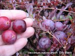 Клюква крупноплодная Краса Севера (в тубе)