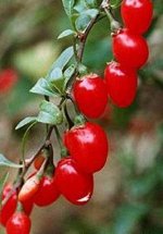 Ягоды Годжи берри (дереза)