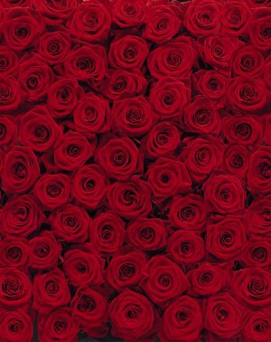 Roses 194 x 270 cm на бумажной основе