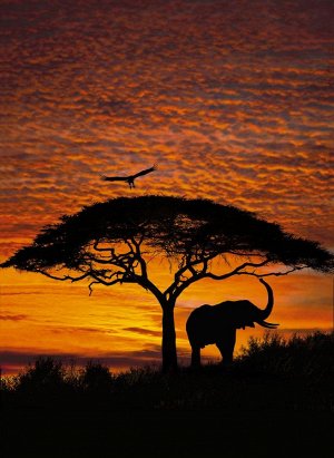 African Sunset