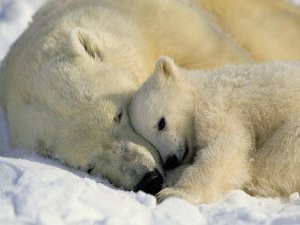 Polar Bears  NG