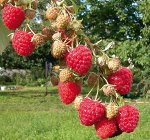 Малина садовая Турмалина