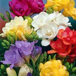 Фрезия махровая микс, упак (8шт)
