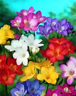 Фрезия простая микс, упак (10шт)