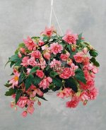Бегония ампельная розовая