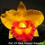 Pot. CF Free &#039;Happy Tuesday&#039;