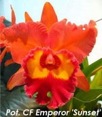Pot. CF Emperor &#039;Sunset&#039;