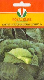 КАПУСТА