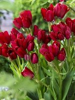 Тюльпаны многоцветковые: букет из одной луковицы