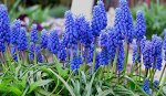 Мускари армянский, упак (12шт)