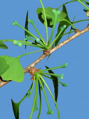 Гинкго-билоба (листья)