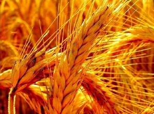 Пшеница  Нормализует обмен веществ, способствует активному долголетию, нормализует микрофлору желудочно-кишечного тракта, омолаживает и стабилизирует работу всех систем организма, улучшает самочувстви
