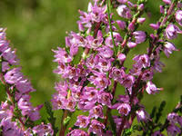 Вереска цветки (calluna vulgaris)