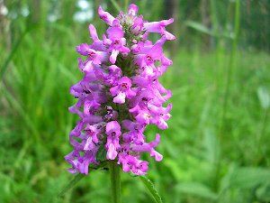 Буквица лекарственная (Betónica officinális)