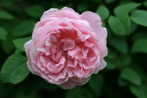 Коттедж Роуз (Cottage Rose) Шраб
