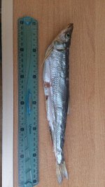 Зубарь с икрой 20-25см