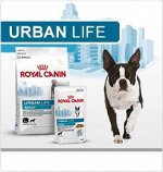 Lifestyle urban dry dog