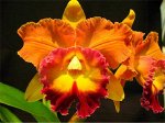 Blc. Taiwan Ruby &#039;Magic&#039;