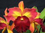 Rlc.Kuan-Miao Chen