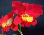 размер B Slc.Wendy’s Valentine’June’AM/AOS