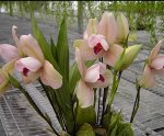 размер B Lyc.Shonsn Harmany x Ltc.Aubum.