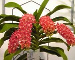 размер B Rhy.gigantea&#039;&#039;Orange&#039;