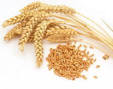 Масло Зародышей Пшеницы