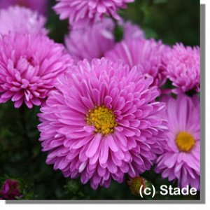Aster novi-belgii
