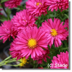 Aster novi-belgii
