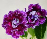 НГ-Пиковая Дама