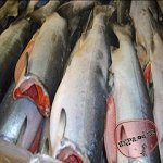 Кижуч свежий, Курилы