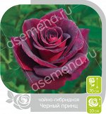 Роза Черный Принц/Сем Алт/1шт. в коробке