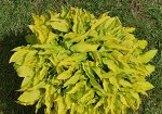 Хоста Lemon Lime