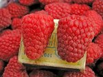Малина Гусар