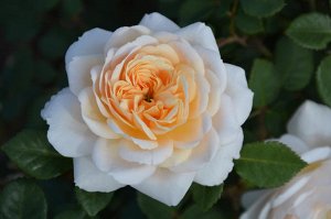 Крокус Роуз (Crokus Rose) Шраб