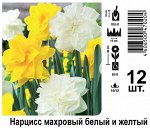 Narcis double white and yellow