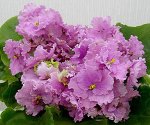 ЛЕ-Зелёный Атолл спорт