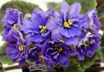 РС-Лесовичок