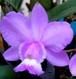 C.Brazilian Jewel