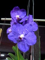 V.Patchara Delight