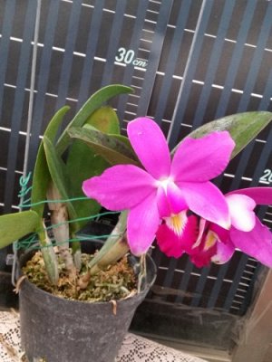 C.violacea × sib