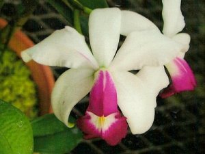 C.violacea v.semi-alba × sib