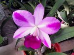 Lc.Mona Pink&#039;Hiromi&#039;AM/AOS