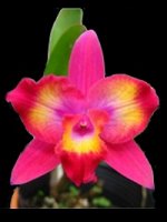 Slc.Hawaiian Splash &#039;Lea&#039;