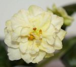 ЛЕ-Шампань