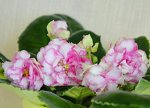 ЛЕ-Мадам Помпадур спорт