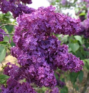 Сирень / Анна Шиач / С53/Л1 (ex vitro)  id=25