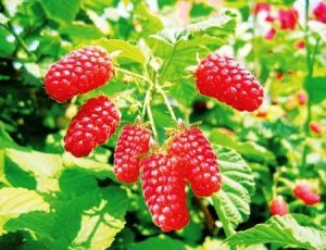 Малина, ежевика, МЕГ / Патриция / Патр (ex vitro)  id=339