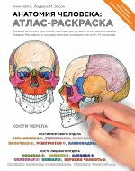 Анатомия человека: атлас-раскраска